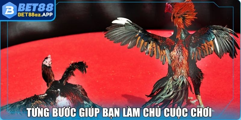 Từng bước giúp bạn làm chủ cuộc chơi đá gà Bet88